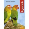Agapornis