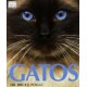 Gatos
